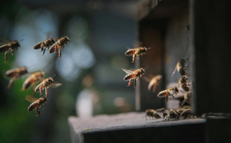 Saf Bal ile Şekerle Beslenen Bal Arasındaki 7 Gerçek Fark
